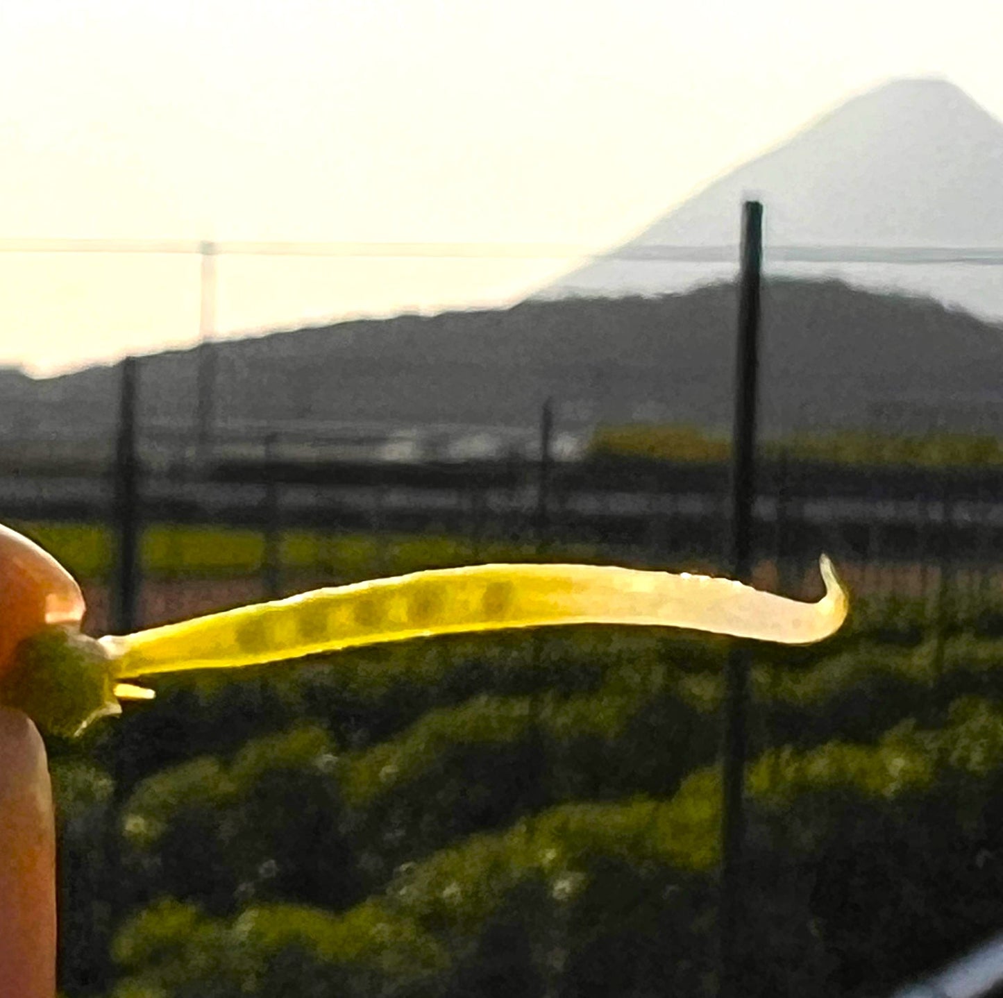 0113 西山さんのソラマメ(鹿児島県指宿産)1.5㌔
