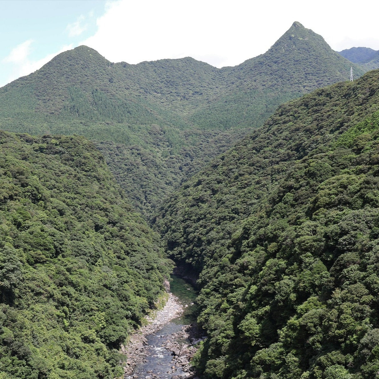 00801 屋久杉の香り 樹香『くろ』