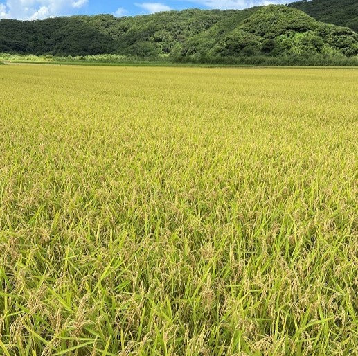 0182【新米】種子島産 減農薬のお米・10㎏(5kg×2)