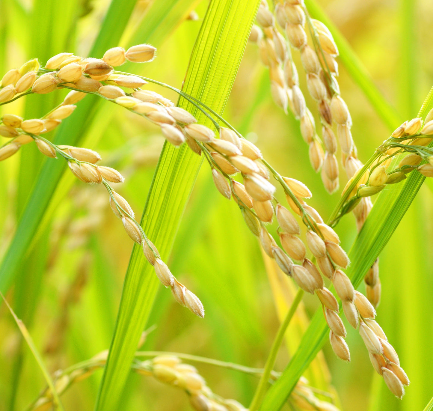 0182【新米】種子島産 減農薬のお米・10㎏(5kg×2)