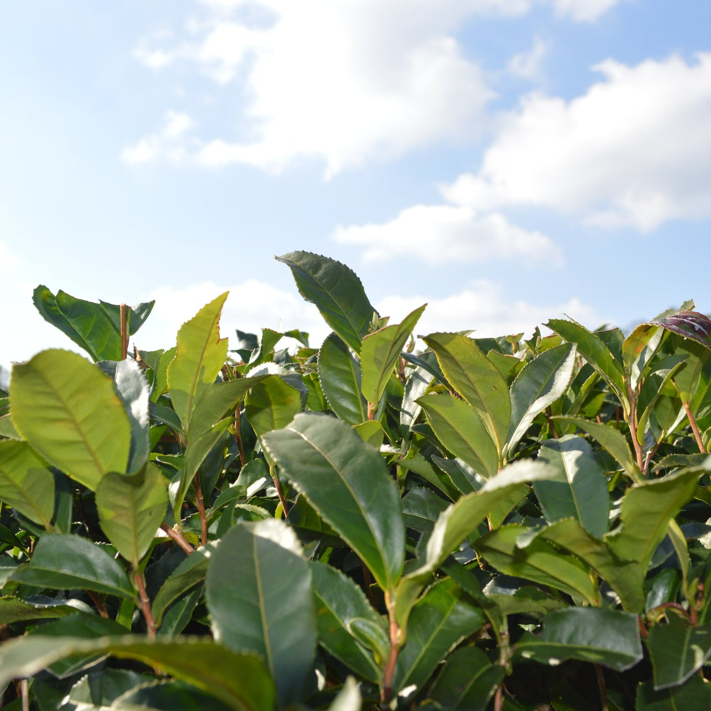 0106 知覧茶後岳 ラッキーのティーバッグ
