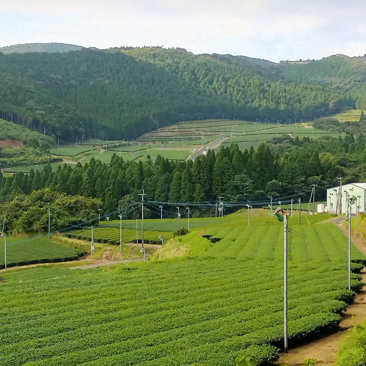 0102 知覧茶後岳 桜島