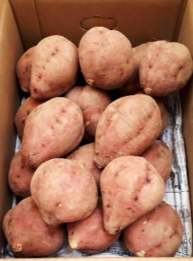 0045 種子島産 花木さんちの安納芋(紅) M・Lサイズ 3kg