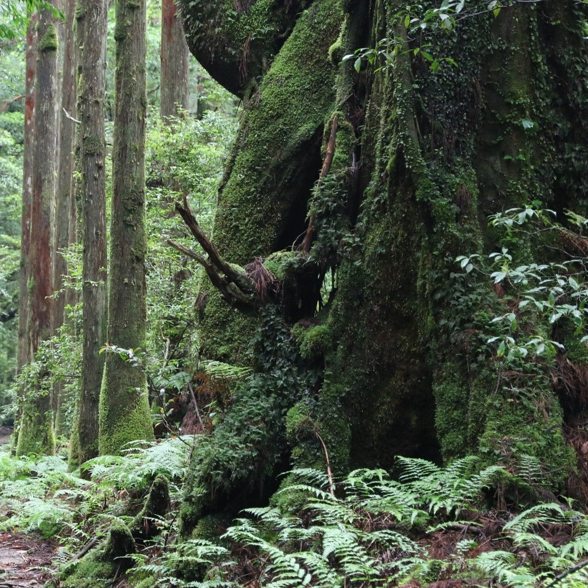 00803 屋久杉の香り 樹香『黒・緑』セット