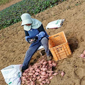 0045 種子島産 花木さんちの安納芋(紅) M・Lサイズ 3kg