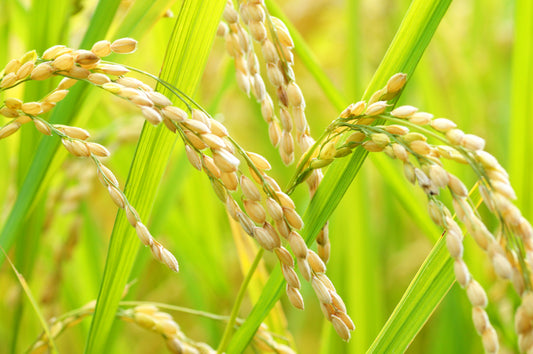 (有)新栄物産