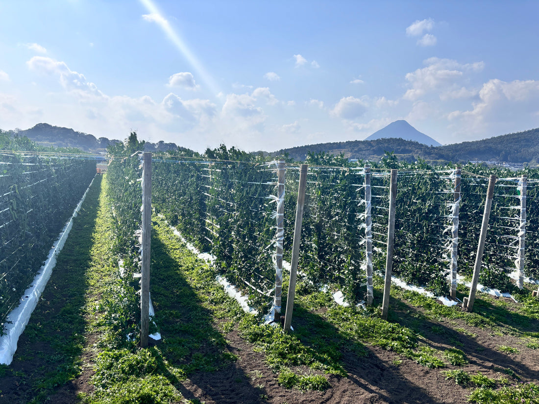 にしやま農園さんの『指宿ソラマメ・スナップエンドウ』販売開始です！