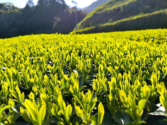 🍃新緑の茶畑🍃