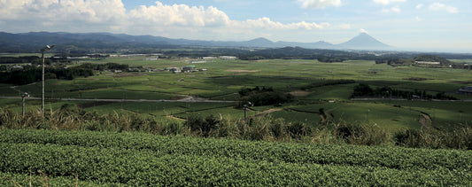 知覧の後岳茶🍵
