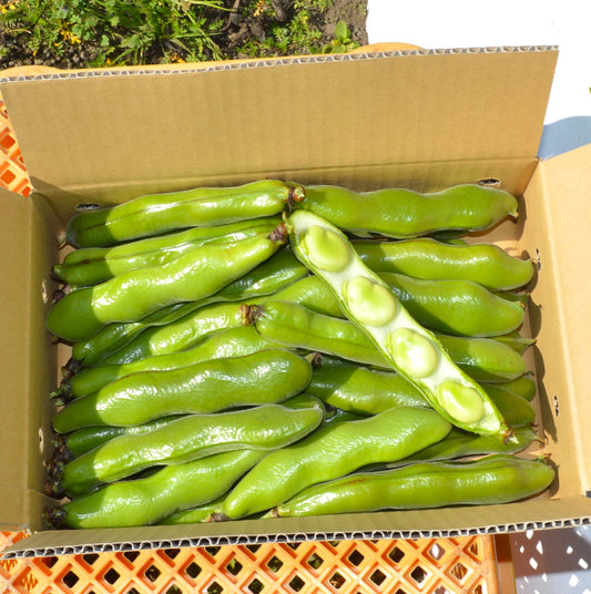 0113 西山さんのソラマメ（鹿児島県指宿産）1.5㌔