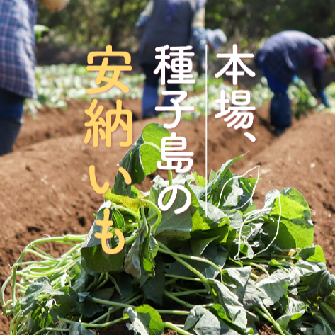 0046　種子島産　花木さんちの安納芋(紅)　 M・Lサイズ ５ kg