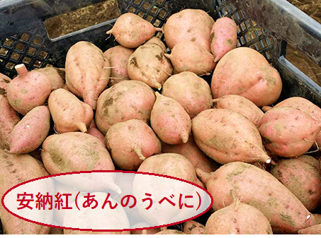 0041　種子島産　花木さんちの安納芋(紅)　 S・Mサイズ １kg入