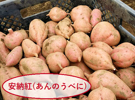 0044　種子島産　花木さんちの安納芋(紅)　Ｓ・Mサイズ５kg入