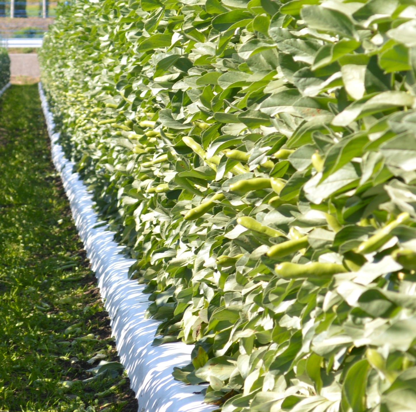 0114 西山さんのソラマメ（鹿児島県指宿産）4㌔