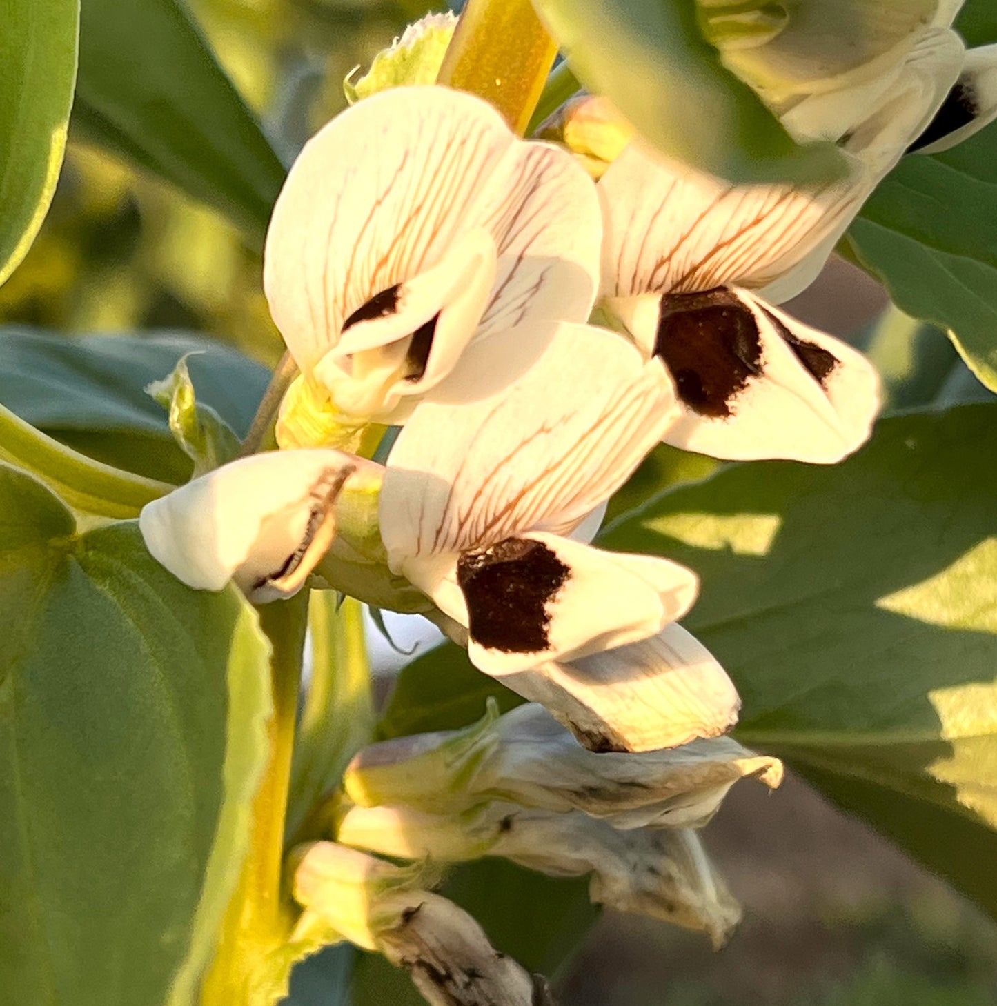 0114 西山さんのソラマメ（鹿児島県指宿産）4㌔