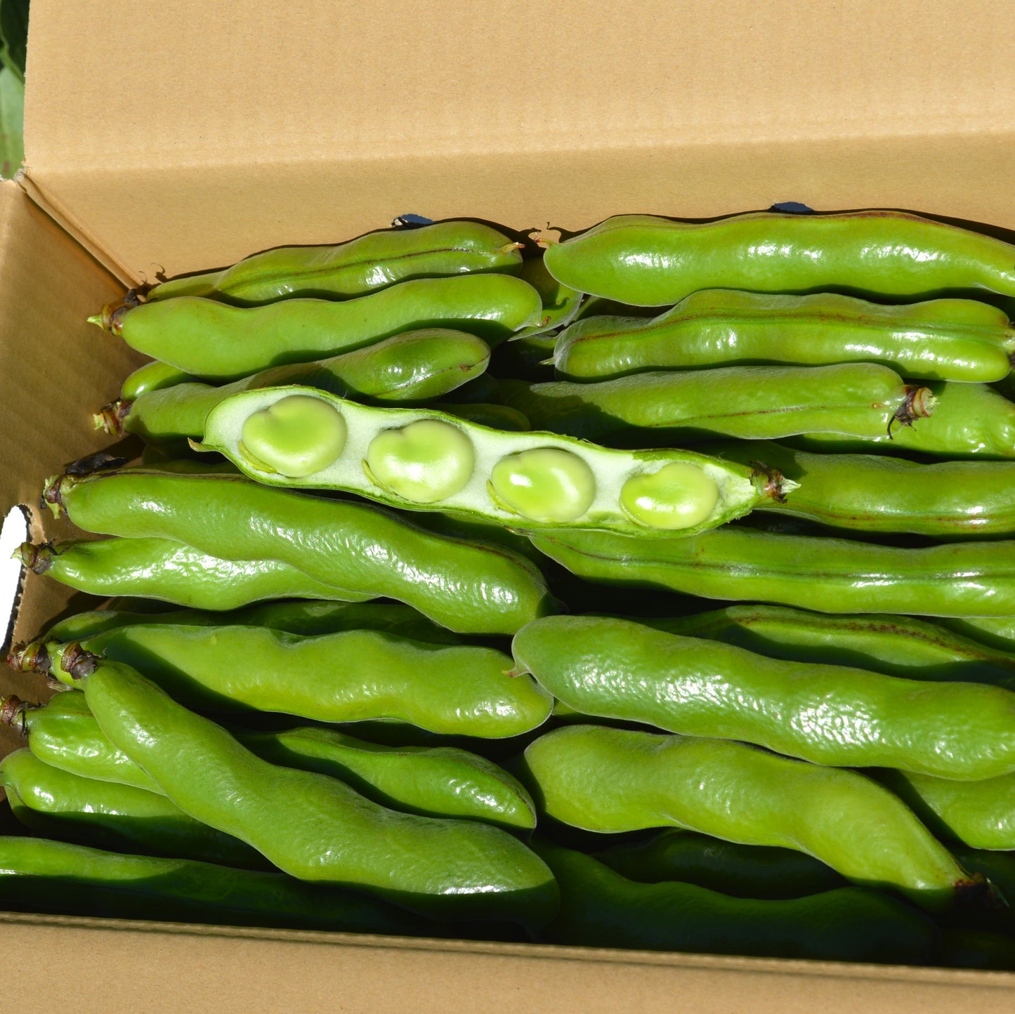 0114 西山さんのソラマメ（鹿児島県指宿産）4㌔