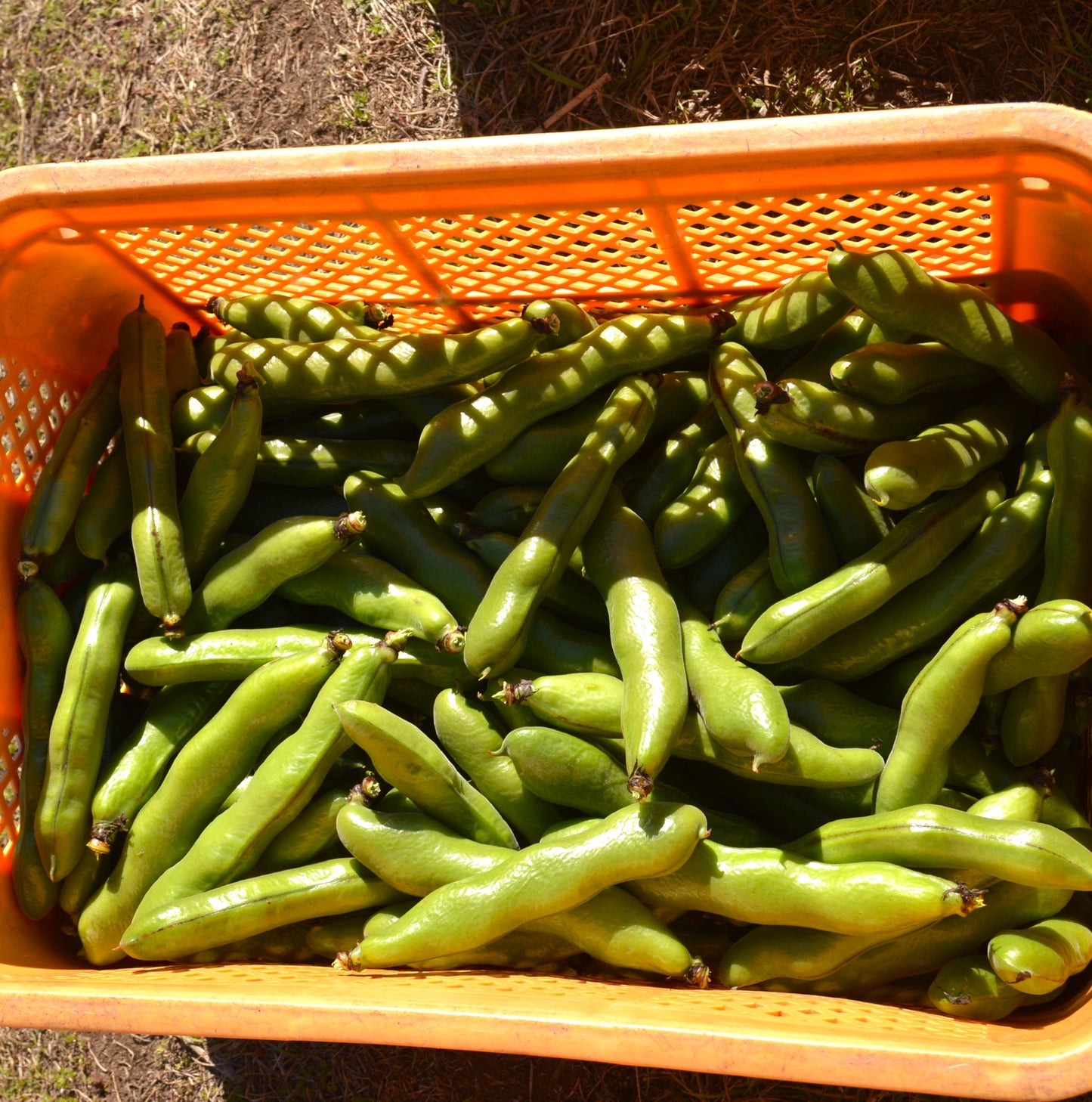0114 西山さんのソラマメ（鹿児島県指宿産）4㌔