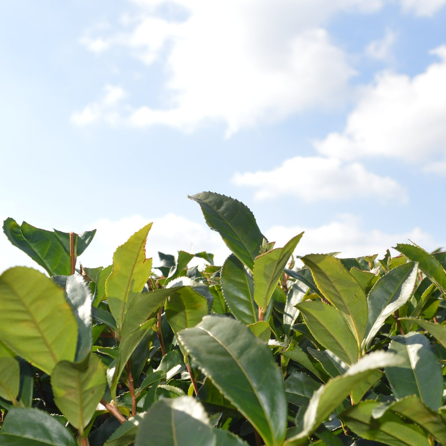 0104 知覧茶後岳　粉末緑茶