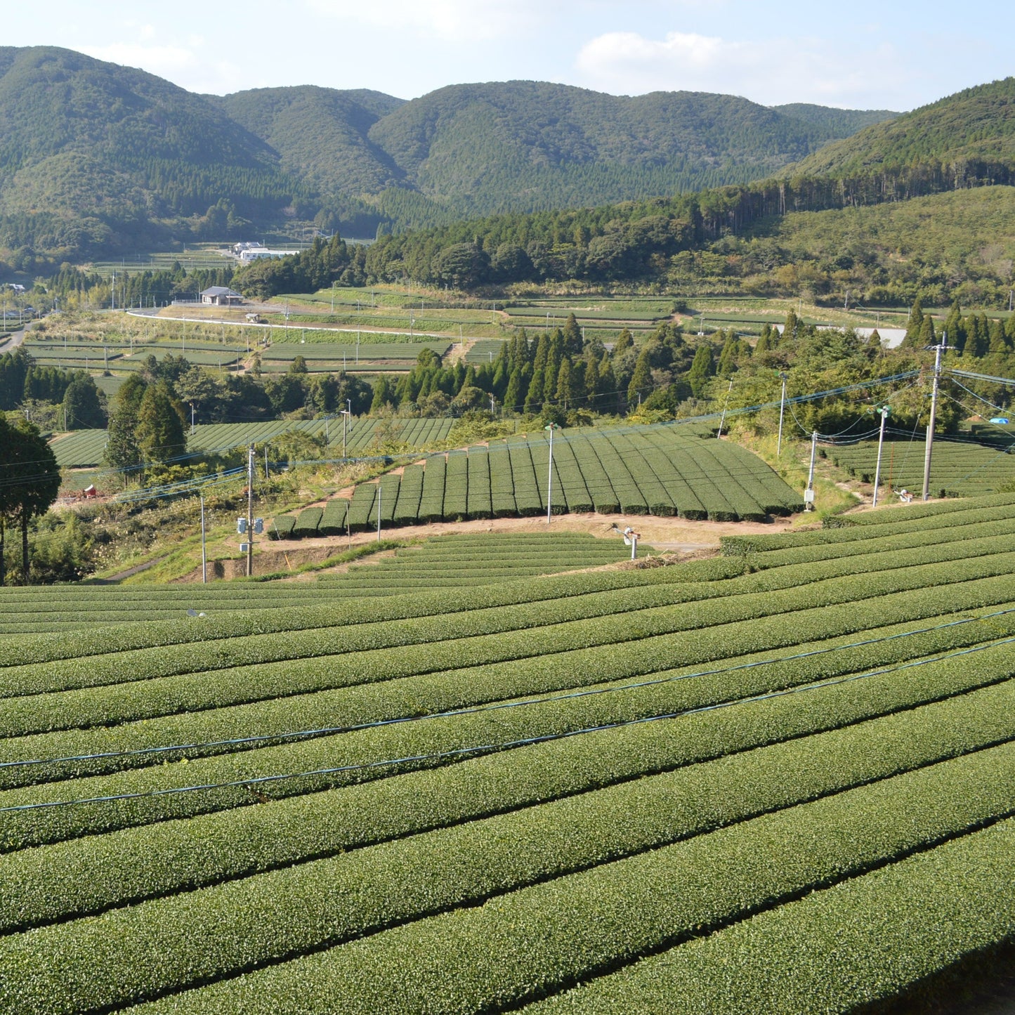 0103 知覧茶後岳　開聞岳