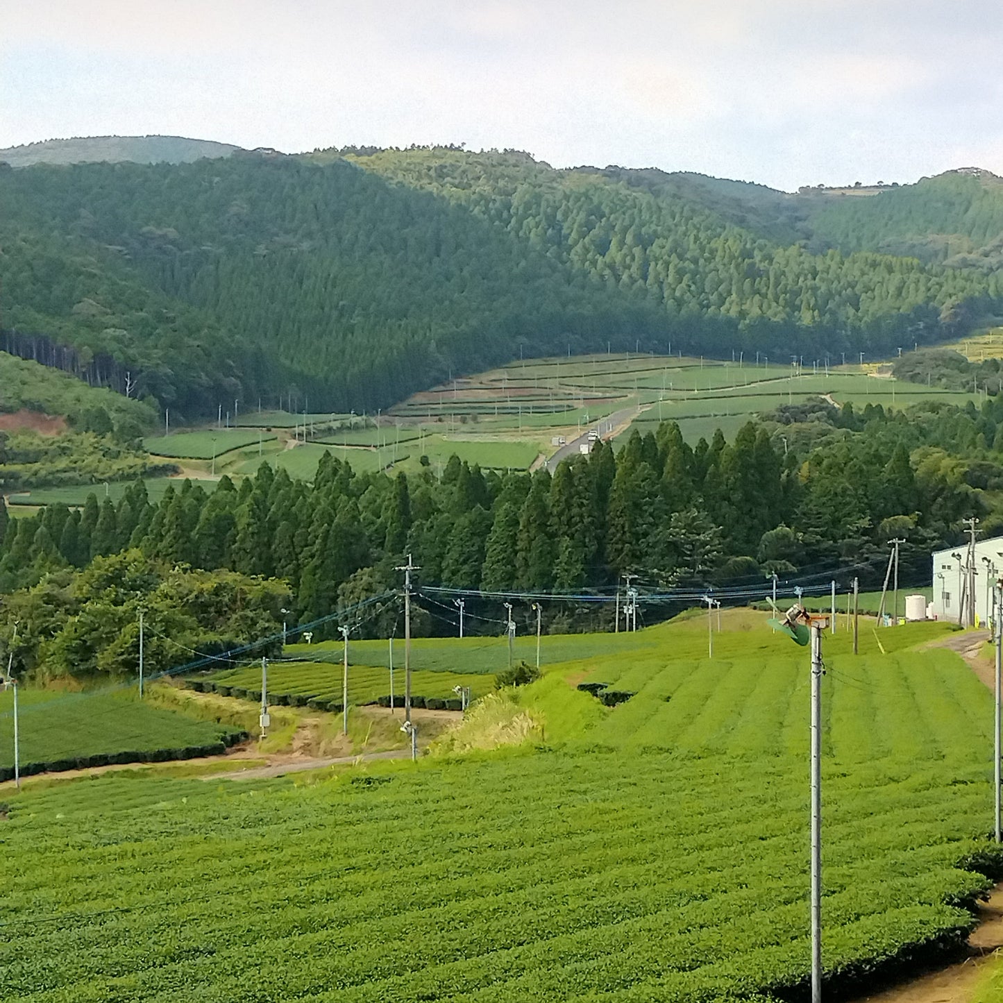 0104 知覧茶後岳　粉末緑茶