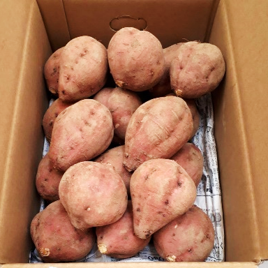 0046　種子島産　花木さんちの安納芋(紅)　 M・Lサイズ ５ kg