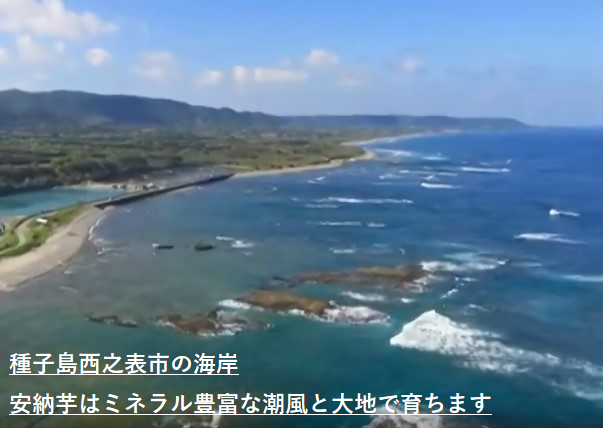 0042　種子島産　花木さんちの安納芋(紅)　 S・Mサイズ ２kg