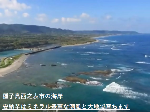 0046　種子島産　花木さんちの安納芋(紅)　 M・Lサイズ ５ kg