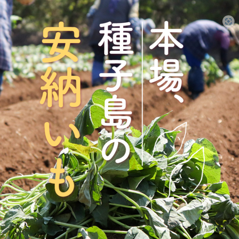 無農薬のニラの苗、球根10本＋種おまけ付き - 野菜