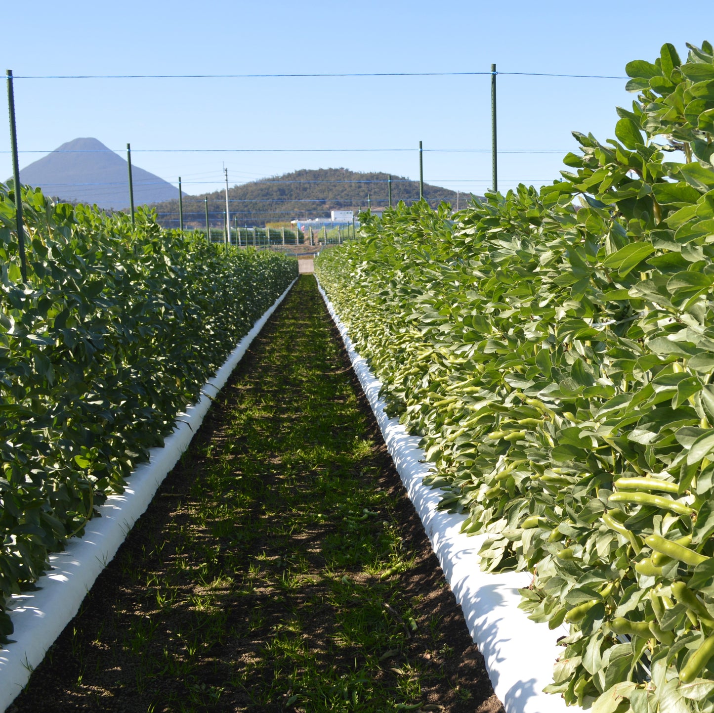 0114 西山さんのソラマメ（鹿児島県指宿産）4㌔