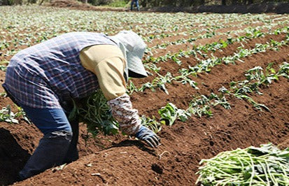 0042　種子島産　花木さんちの安納芋(紅)　 S・Mサイズ ２kg