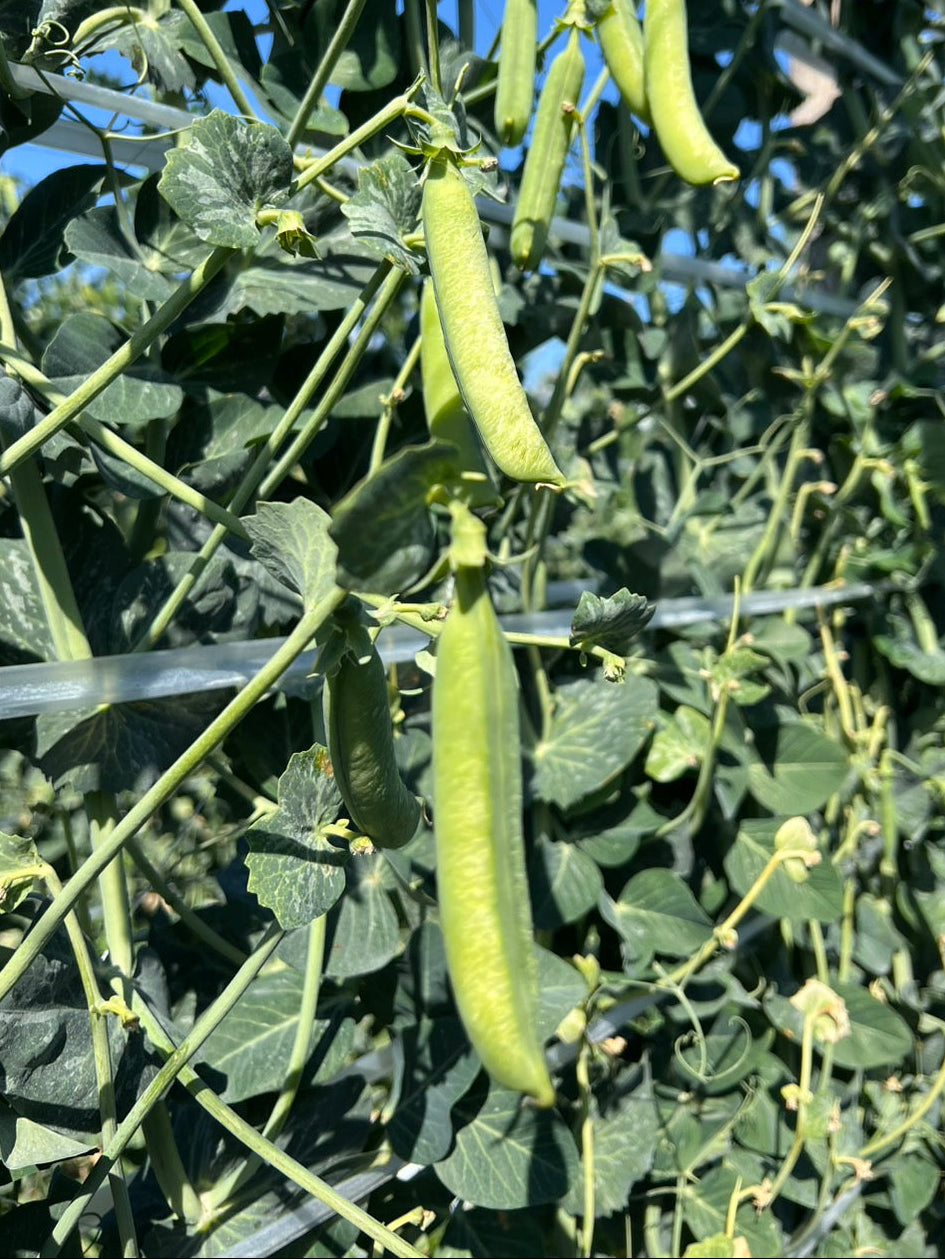 0115 西山さんのマメ豆コンビS　1.5㌔(指宿産）送料込み