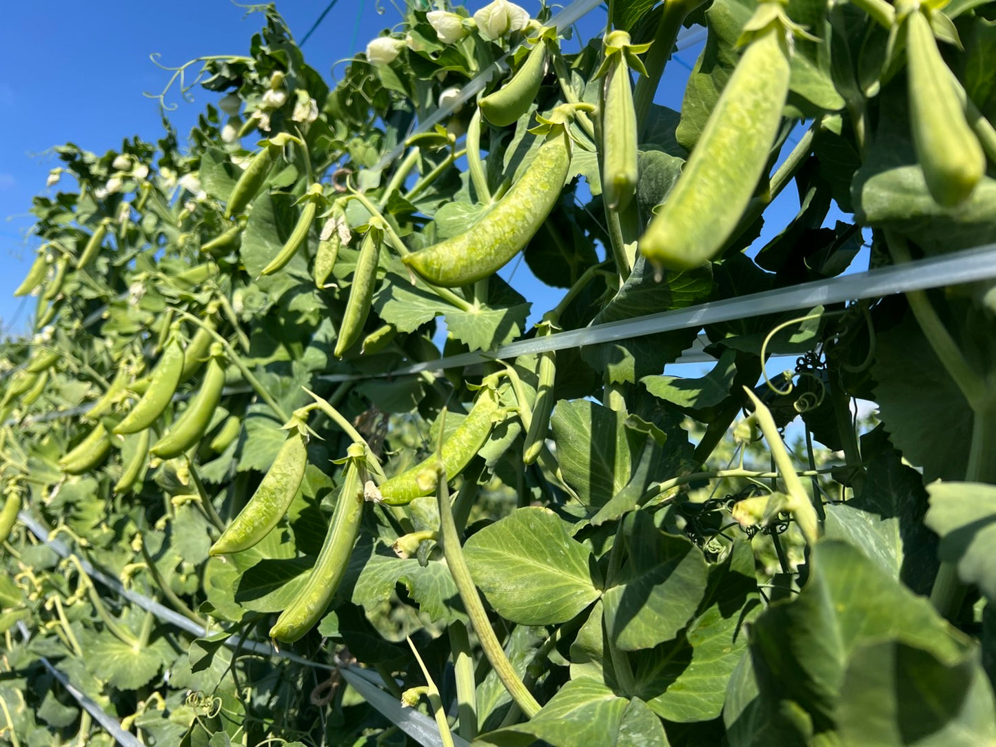 0114 西山さんのソラマメ（鹿児島県指宿産）4㌔